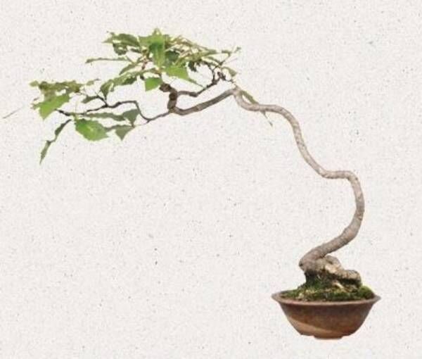 日本の四季を感じる小さな世界──ミニ盆栽をやってみよう！