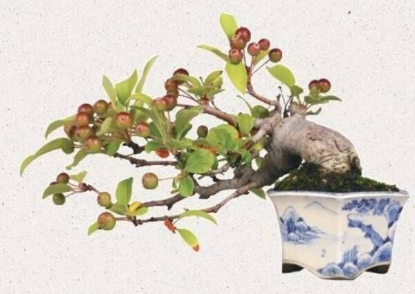 日本の四季を感じる小さな世界──ミニ盆栽をやってみよう！