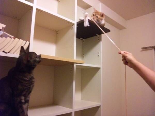 簡単DIY！お部屋に合わせて作る「キャットタワー付き壁面本棚」で猫ちゃんと快適ライフ