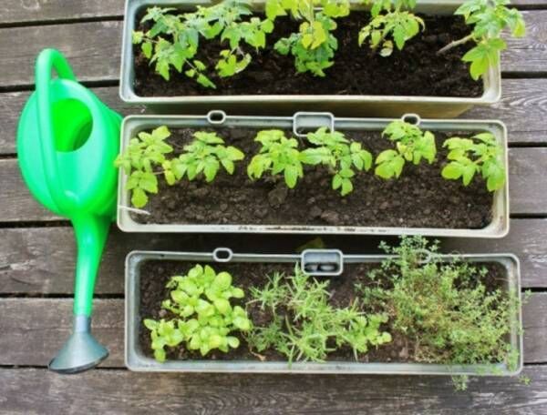 プランターで家庭菜園！ 初心者でも「野菜をすくすく育てる」簡単な方法