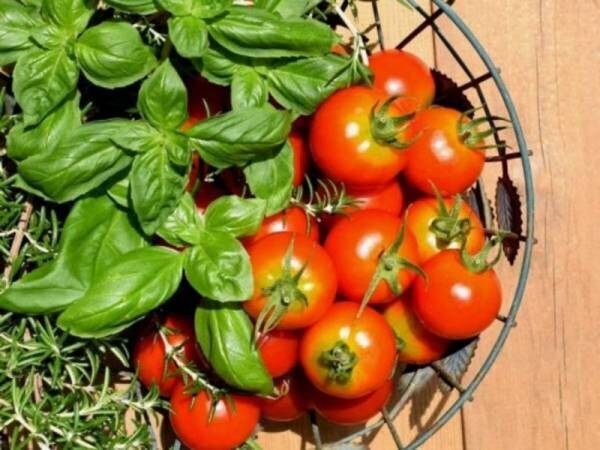 プランターで家庭菜園！ 初心者でも「野菜をすくすく育てる」簡単な方法