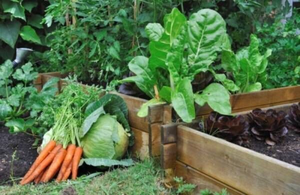 プランターで家庭菜園！ 初心者でも「野菜をすくすく育てる」簡単な方法