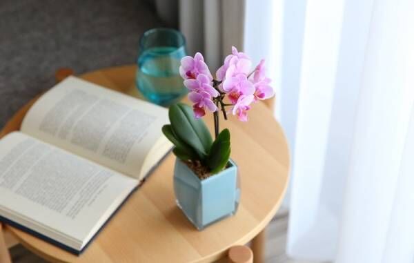 プレゼントや、ご自宅用にも！「幸せな花」をお部屋に♪おしゃれな胡蝶蘭をラインナップ
