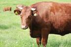 至高の赤身肉「山形村短角牛」がネットで購入可能に。山形村短角牛公式ネットショップが2020年8月オープン！