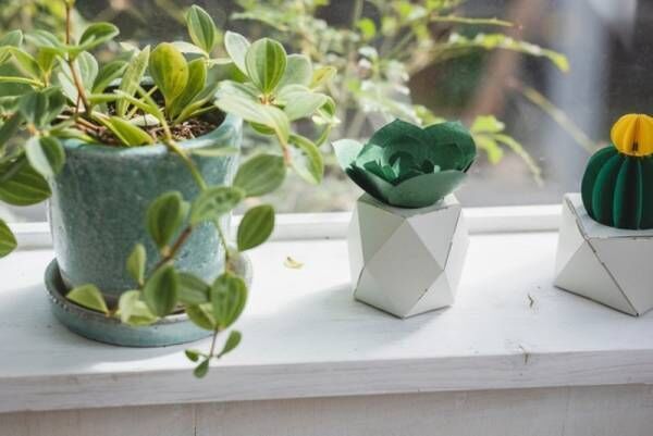 全て紙でできた、新しいカタチの植物たち「PAPELANTS（パペランツ）」新発売！