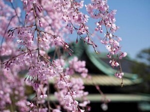 桜を愛でながら運気もアップ！ 開運ご利益お花見スポット3