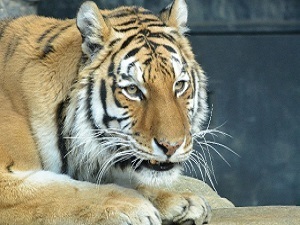 肉食系の次は“野獣系”？ ドラマ「ブスと野獣」に見る“理論派男子”の恋愛攻略法