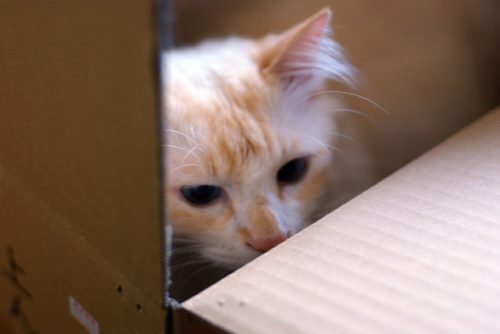 捨て猫を飼ってたら元の飼い主が現れた…所有者はどっち？