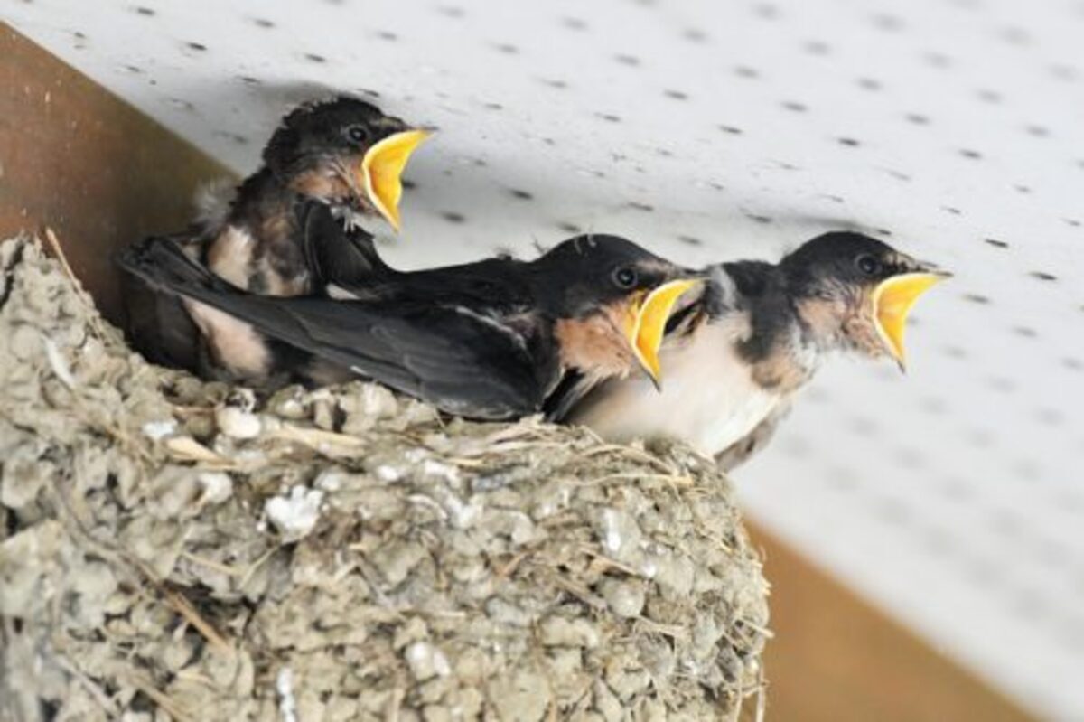 フンを掃除中にツバメのヒナを死なせてしまった 法的な問題はある 17年6月13日 ウーマンエキサイト 1 2 フンを掃除中にツバメのヒナを死なせてしまった 法的な問題はある 17年6月13日 ウーマンエキサイト 1 2