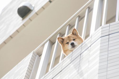 ペット禁止なのに犬を飼っている住人…追い出すことはできる？