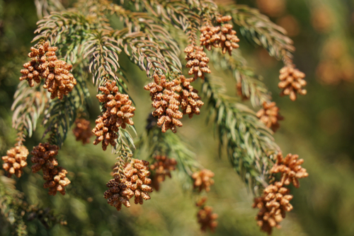 【2023】スギ花粉予報！前シーズンに比べて飛散量は多い？少ない？