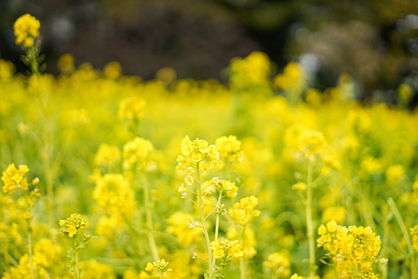 菜の花にそっくりな植物があった！見分けるポイントは？