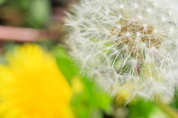 タンポポだけじゃない！ 綿毛を飛ばす植物は？