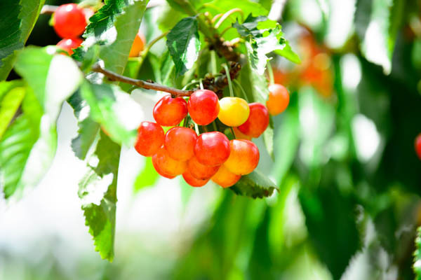 3日しかもたない!?　傷みやすいサクランボの“NG保存法”とは