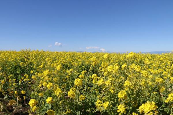 【まもなく見頃】インスタ映え確実！菜の花が一面に広がる全国の公園・名所14選