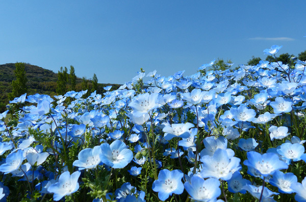 【見ごろを整理】青一面！日本全国ネモフィラが美しいスポット17選