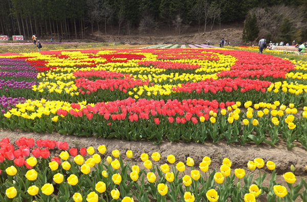 【こんなに!?】たくさんのチューリップが一望できる全国の公園・名所12選