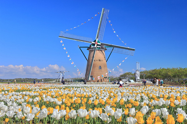【こんなに!?】たくさんのチューリップが一望できる全国の公園・名所12選