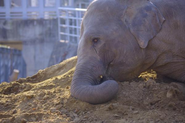 夏こそ、オトナは動物園!?　︎夜の動物たちをオススメスポットで撮影しよう♪