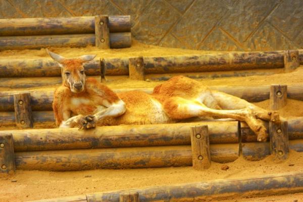 夏こそ、オトナは動物園!?　︎夜の動物たちをオススメスポットで撮影しよう♪