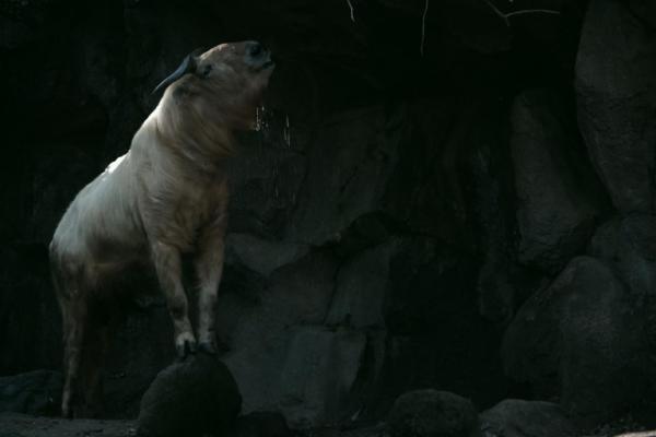 夏こそ、オトナは動物園!?　︎夜の動物たちをオススメスポットで撮影しよう♪