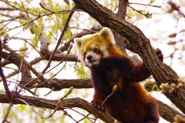夏こそ、オトナは動物園!?　︎夜の動物たちをオススメスポットで撮影しよう♪