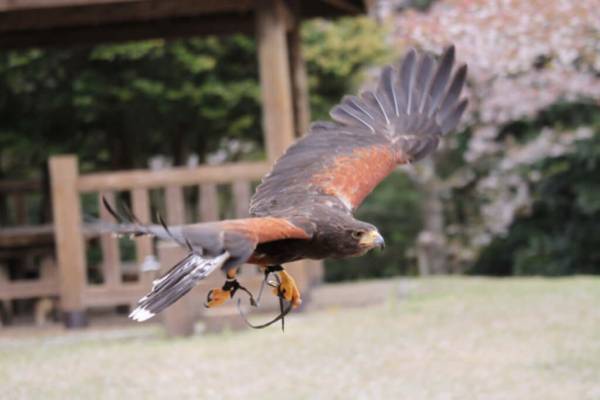 子連れで「星野リゾート　界 出雲」島根旅行レポート【前編】