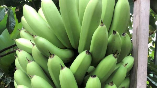 【STU48】幻のグルメに心の声がポロリ「どうしてそんなにおいしいの!?」