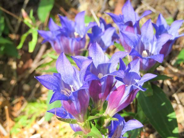 【10月23日（土）御岳山で開催】「川と森の案内人」とゆっくり大人歩きツアー