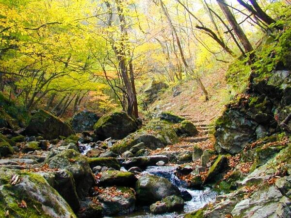 【10月23日（土）御岳山で開催】「川と森の案内人」とゆっくり大人歩きツアー