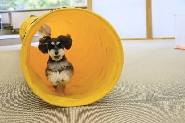 わんちゃんへの愛を川柳にして宿泊券をゲット！ 蓼科の愛犬ファーストの宿にて「秋の愛犬川柳フォトコンテスト」開催