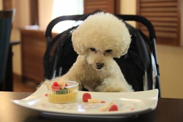 わんちゃんへの愛を川柳にして宿泊券をゲット！ 蓼科の愛犬ファーストの宿にて「秋の愛犬川柳フォトコンテスト」開催