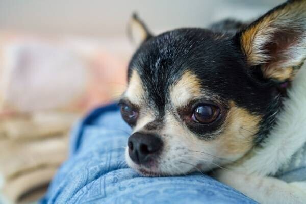 わんちゃんへの愛を川柳にして宿泊券をゲット！ 蓼科の愛犬ファーストの宿にて「秋の愛犬川柳フォトコンテスト」開催