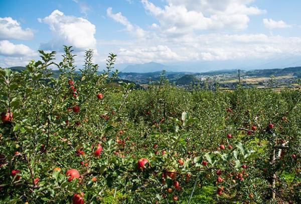 ＼年末はしゅわしゅわのお酒で乾杯しよう！／大人気のスパークリングワイン発売【サンクゼール・久世福商店】