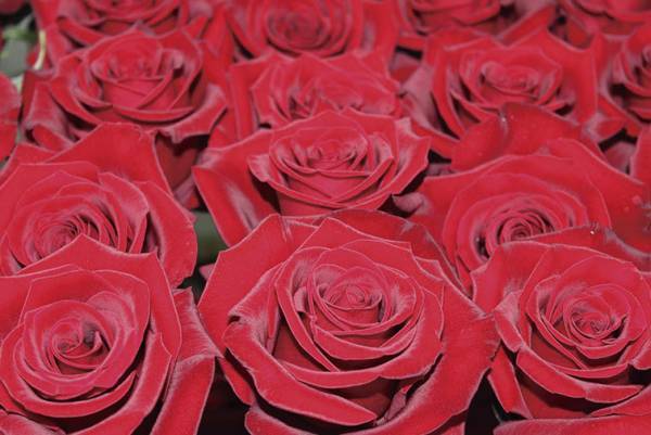 [新商品]1本2万円（税別）の最高品質のバラ！！バラ専門店のROSE GALLERYから&rdquo;The &nbsp;One Special Edition&rdquo;が登場いたします！