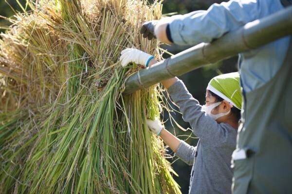 【リゾナーレ那須】「お米の学校2021」プロジェクト　完了報告リリース ～第1回「田植え」から第5回「脱穀、炊飯」まで～