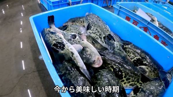 【ご当地お取り寄せグルメ"買い付け師"】世界で唯一、下関の高級ふぐ取引「袋セリ」を取材