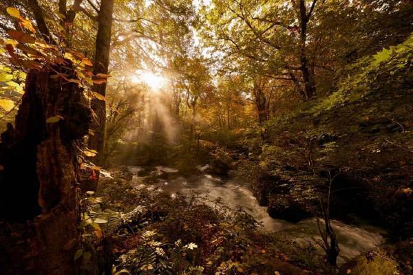 【奥入瀬渓流ホテル】 「紅葉プレミアムオープンバスツアー」今年も実施！紅葉&times;渓流の景色を&ldquo;紅葉コンシェルジュ&rdquo;と楽しむ｜期間：2021年10月16日～31日（土日限定）