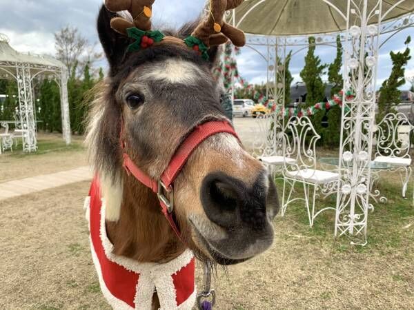 淡路島 のじまスコーラでクリスマスイベントを開催！ ～ 動物との写真撮影やクリスマス限定メニューが楽しめる ～