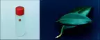 五島の椿プロジェクト 第3弾 認定商品「椿の葉 保湿水」 発売記念SNSキャンペーン開催のお知らせ