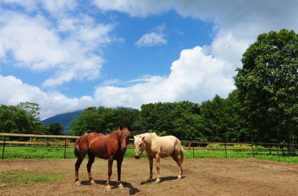 【ライムリゾート妙高】自然の中で&rdquo;馬&rdquo;と触れ合う秋の滞在プラン
