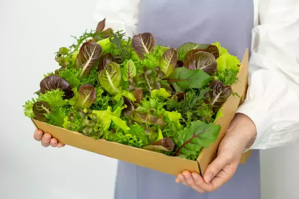 【世界初】収穫から30分の無菌・農薬ゼロ野菜をデリバリー。GG.SUPPLY福岡にOPEN