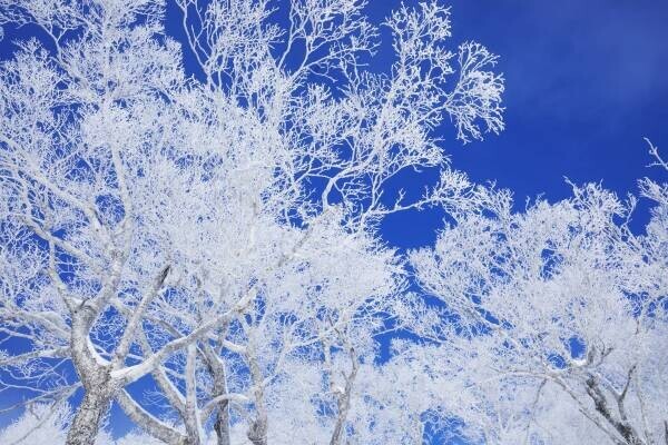 【トマム】雪山の絶景を眺める「霧氷(むひょう)テラス」を営業開始～空気中の水分や霧が木々に付着する貴重な「霧氷」を間近で観察～｜期間：2021年12月1日～2022年3月31日