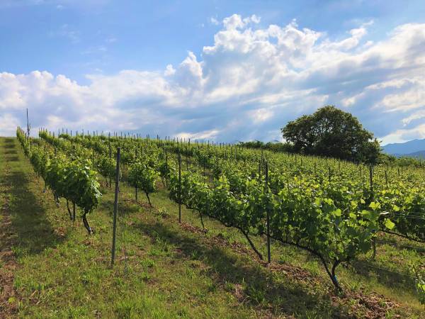 【心熱きプロフェッショナルに学ぶ人生の道しるべ】自然農園グループ 代表 上田一郎さんに学ぶ