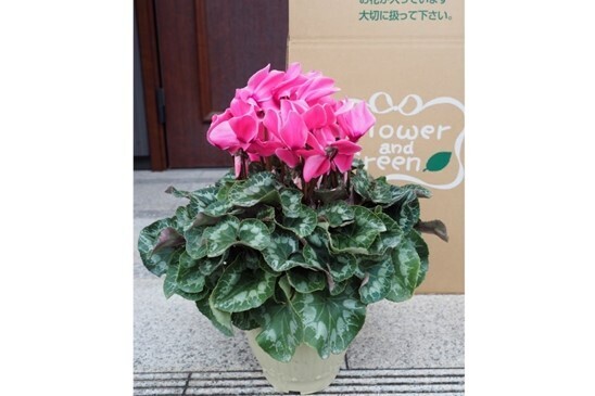 ご自宅・花壇を彩り春先まで楽しめる！ 神奈川県から産地直送&rdquo;シクラメン&rdquo;が産地直送通販サイト「ＪＡタウン」で販売開始！