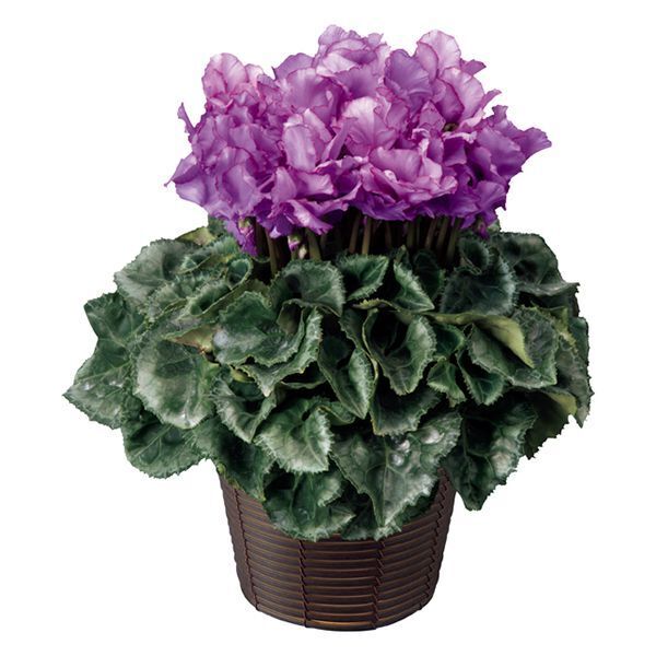 【お歳暮ギフト】産地直送のオリジナルフラワーを送りませんか ！シクラメンは奈良県から、胡蝶蘭は千葉県からまごころを込めてお届けします