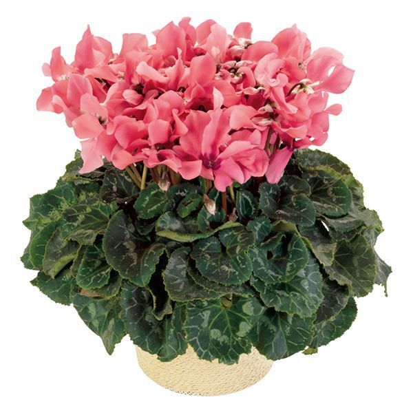 【お歳暮ギフト】産地直送のオリジナルフラワーを送りませんか ！シクラメンは奈良県から、胡蝶蘭は千葉県からまごころを込めてお届けします