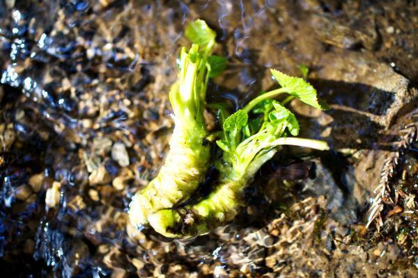 【ツアー募集開始】デイビッドさんのわさび田再生プロジェクト