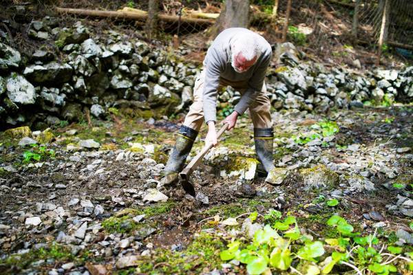「わさび田再生プロジェクト」開催 東京・奥多摩で