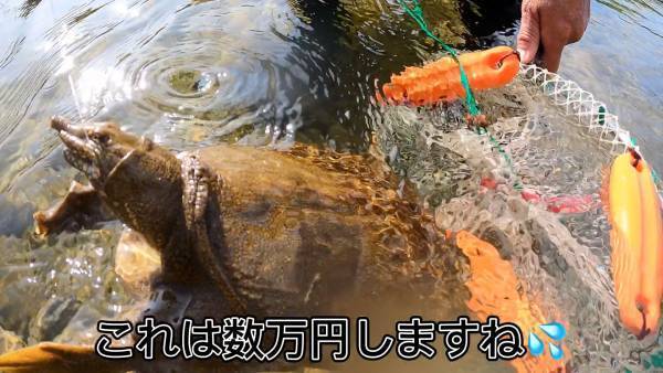 【お取り寄せ業界の&rdquo;買い付け師&rdquo;】高級天然すっぽん漁の様子をYOUTUBE公開